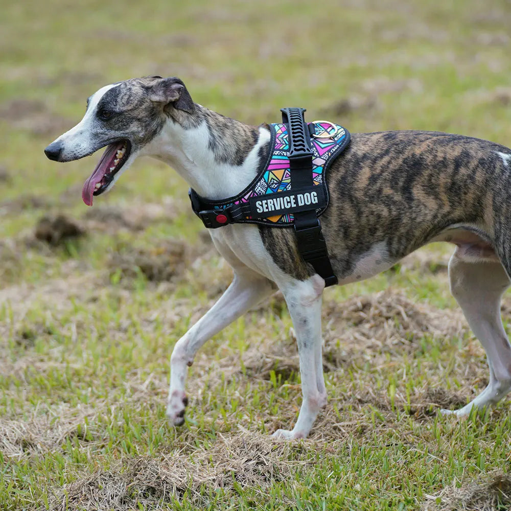 PAWELITE™ CUSTOM DOG HARNESS